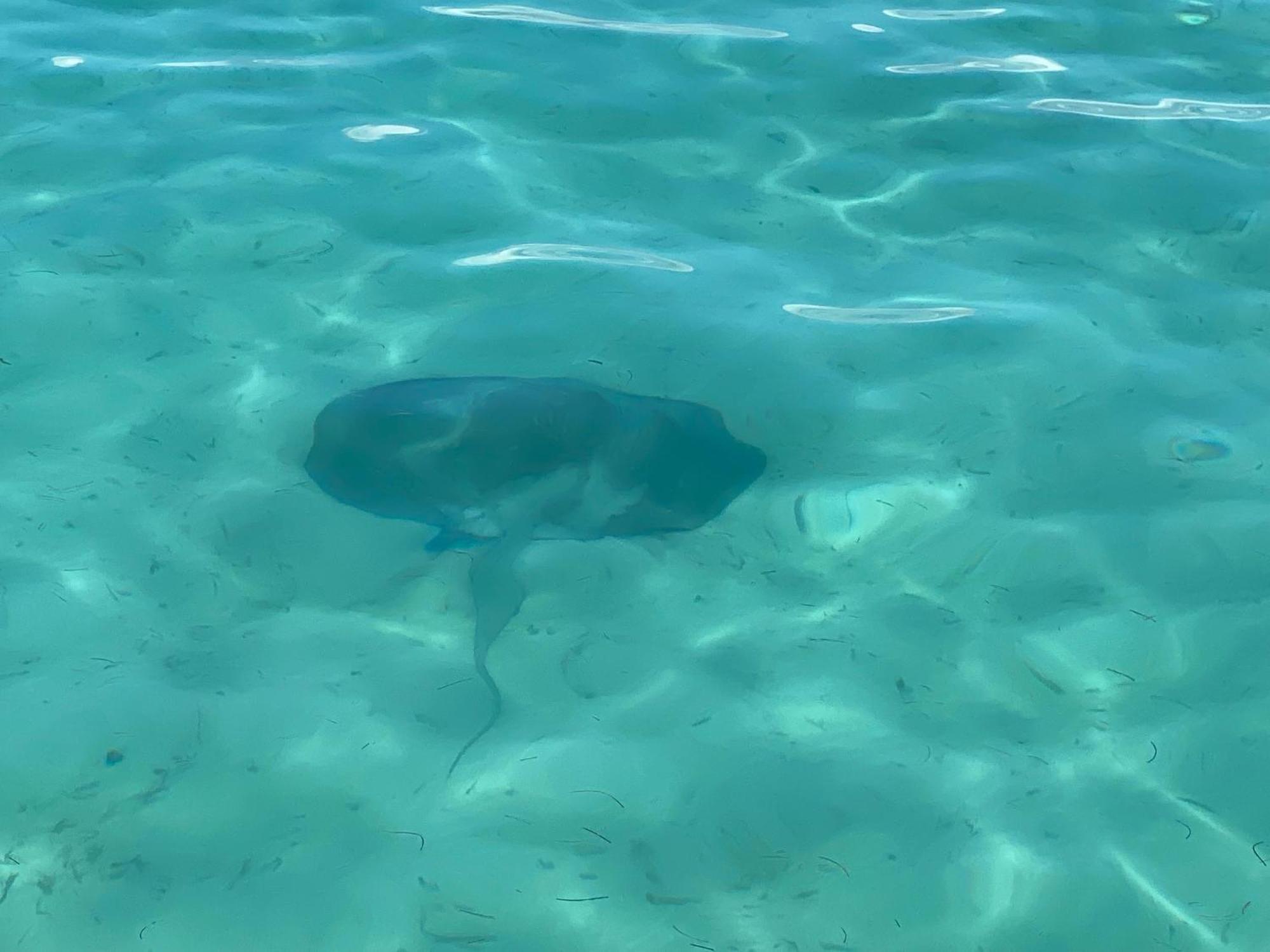 Dolphin Blue Paradise Μπόκας ντελ Τόρο Εξωτερικό φωτογραφία